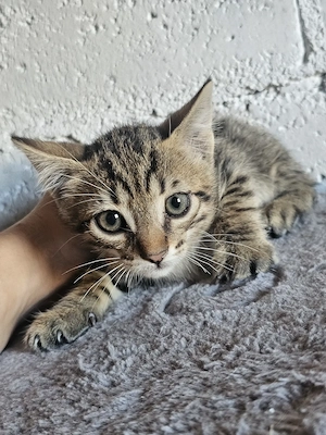 Kitten Katze Kater Tierschutz Bundesweite Vermittlung 