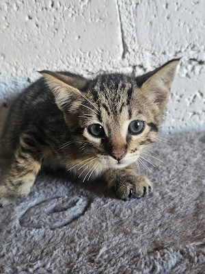 Kitten Katze Kater Tierschutz Bundesweite Vermittlung 