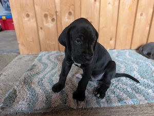 Deutsche Doggen Welpen