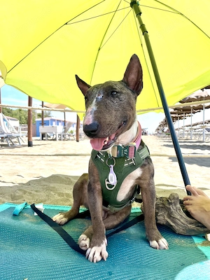 Miniatur Bullterrier nur in allerbeste Hände abzugeben 