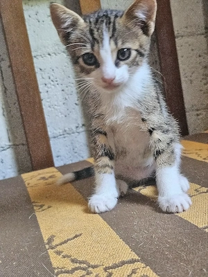 Kitten Katze Tierschutz Bundesweite Vermittlung 