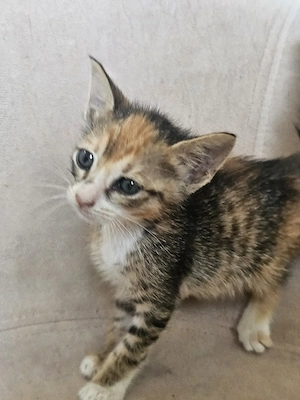 Kitten Katze Tierschutz Bundesweite Vermittlung 