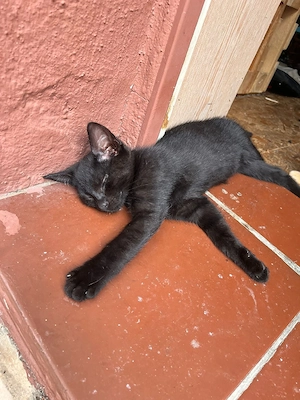    3 liebevolle Kitten suchen ein neues Zuhause   