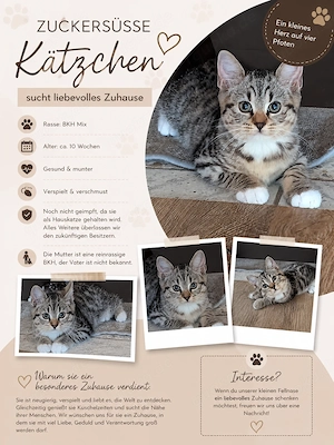 BKH Mix Kitten abzugeben 