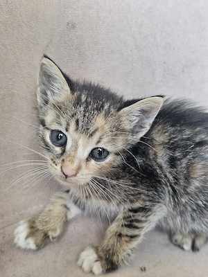 Kitten Katze Tierschutz Bundesweite Vermittlung 