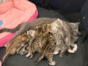 BKH-Kitten suchen ein neues Zuhause  