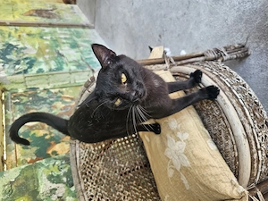 Katze Tierschutz kastriert Bundesweite Vermittlung  Bild 6