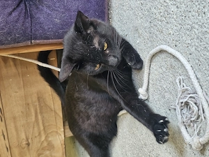 Katze Tierschutz kastriert Bundesweite Vermittlung  Bild 4