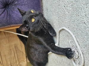 Katze Tierschutz kastriert Bundesweite Vermittlung  Bild 3