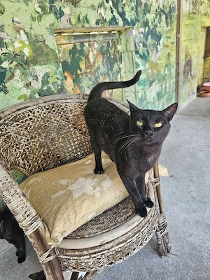 Katze Tierschutz kastriert Bundesweite Vermittlung  Bild 8