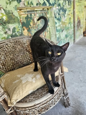 Katze Tierschutz kastriert Bundesweite Vermittlung  Bild 9