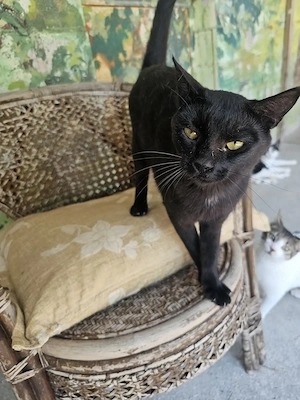 Katze Tierschutz kastriert Bundesweite Vermittlung  Bild 7