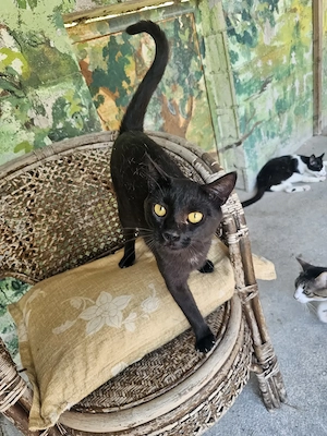 Katze Tierschutz kastriert Bundesweite Vermittlung  Bild 5