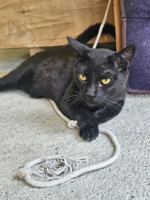 Katze Tierschutz kastriert Bundesweite Vermittlung  Bild 2