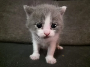 Bkh Kitten