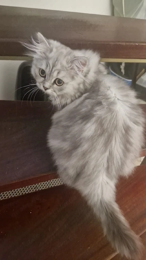 Kitten abzugeben 