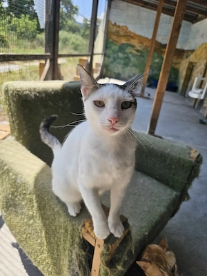 Katze Kater Kastriert Tierschutz Bundesweite Vermittlung  Bild 3