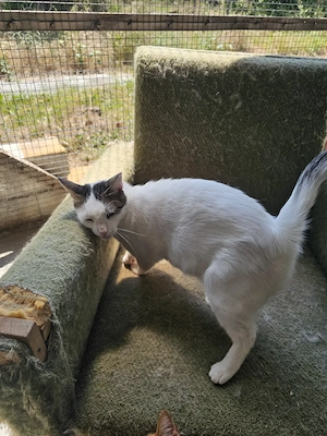 Katze Kater Kastriert Tierschutz Bundesweite Vermittlung  Bild 4