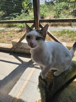 Katze Kater Kastriert Tierschutz Bundesweite Vermittlung  Bild 5