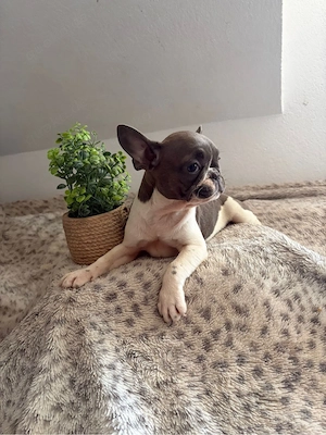 Französische Bulldoggen Welpen ein Weibchen sucht noch ein schönes Zuhause 