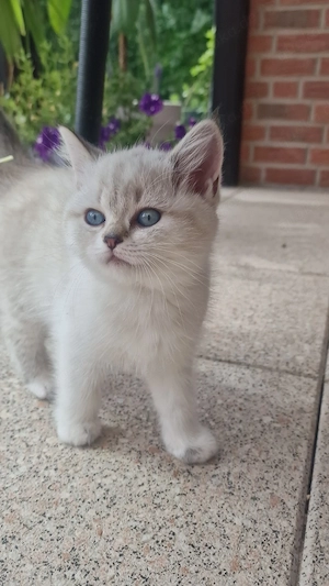 Britisch Kurzhaar Kitten zu verkaufen