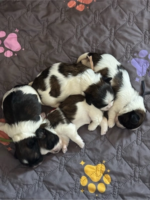 Süße Shih-tzu Welpen 