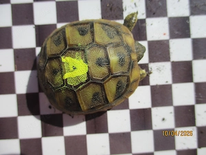 Griechische Landschildkröten (Testudo hermanni boettgeri)