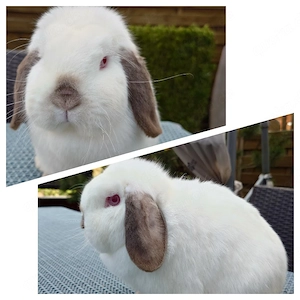Mini Lop Häsin 2 j. geimpft Zwergwidder Kaninchen Hase widder Schlappohr 