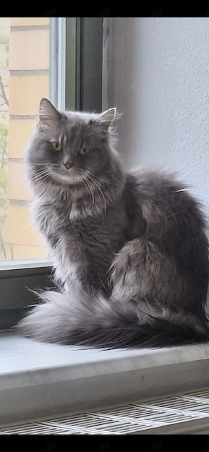 kater 1 jahr alt sucht neues zu Hause 