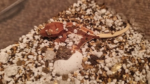 Kronengecko Nachzuchten (Correlophus ciliatus) aus privater Hobbyhaltung