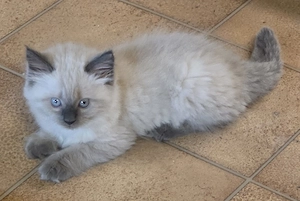Edelwaldkatzenmix Neva Masquarade Sibirische Waldkatzen Norwegische Amerikanische Kitten