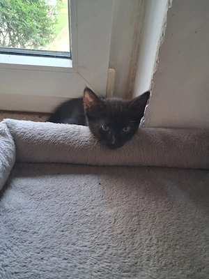 kitte sucht zuhause 