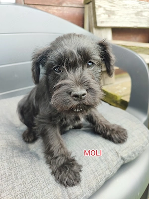 Zwergschnauzer-Welpen suchen ein liebevolles Zuhause! 