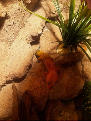 Leopardgecko weibchen  