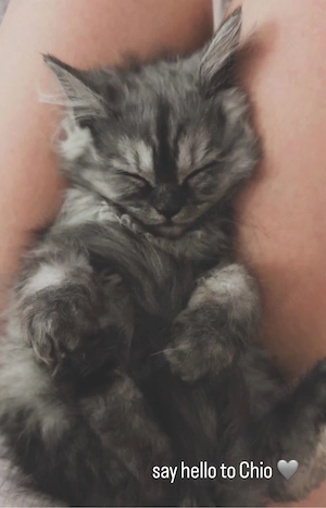 Perserkitten Geschwisterpaar