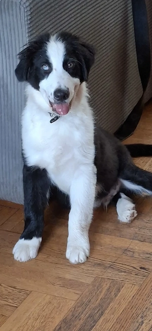 Australian Shepherd Rüde