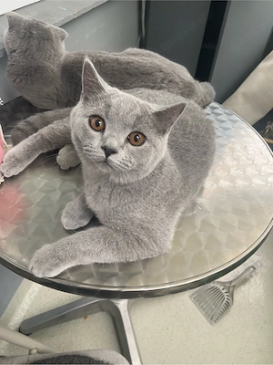 Britisch Kurzhaar Kater mit Stammbaum sucht ein liebevolles Zuhause