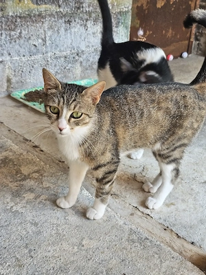 Katze Tierschutz kastriert Bundesweite Vermittlung 