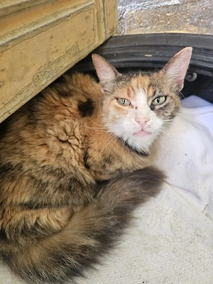 Katze Tierschutz kastriert Bundesweite Vermittlung 