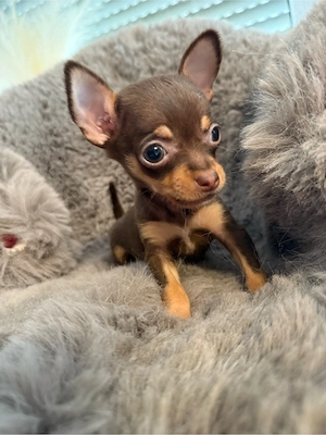 Chihuahua Rüde XXS Schoko-Tan   