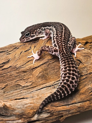 Leopardgecko Weibchen sucht Liebhaberplatz