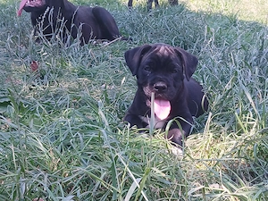 Carne Corso Presa Canario Welpen