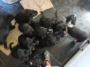 Carne Corso Presa Canario Welpen