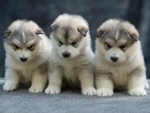 wunderschönen Zwei Alaskan Malamute Welpen. Rüde und Hündin