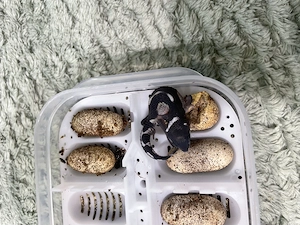 Leopartgecko Jungtiere Black Night -Elterntiere Black Night pure 