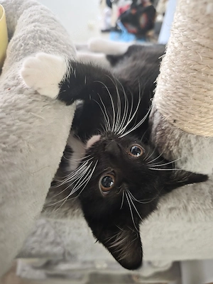 2 kleine katzen abzugeben 
