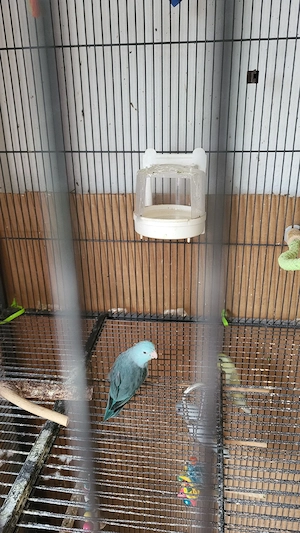 sperrlingspapagei