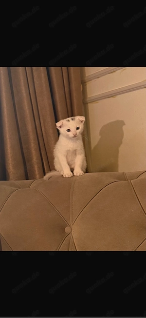    Süßer Kater sucht ein liebevolles Zuhause 