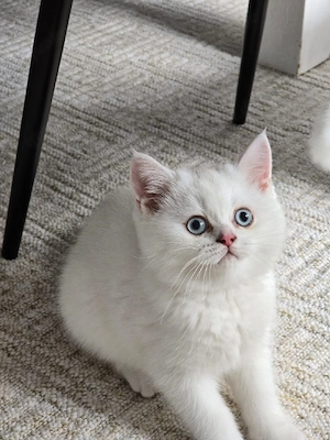 BKH Kitten mit blauen Augen abgabe bereit 