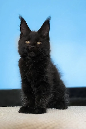 Wunderschöner schwarzer Maine-Coon-Kater (Kitten)   3 Monate alt | Geimpft & bereit für sein Zuhause